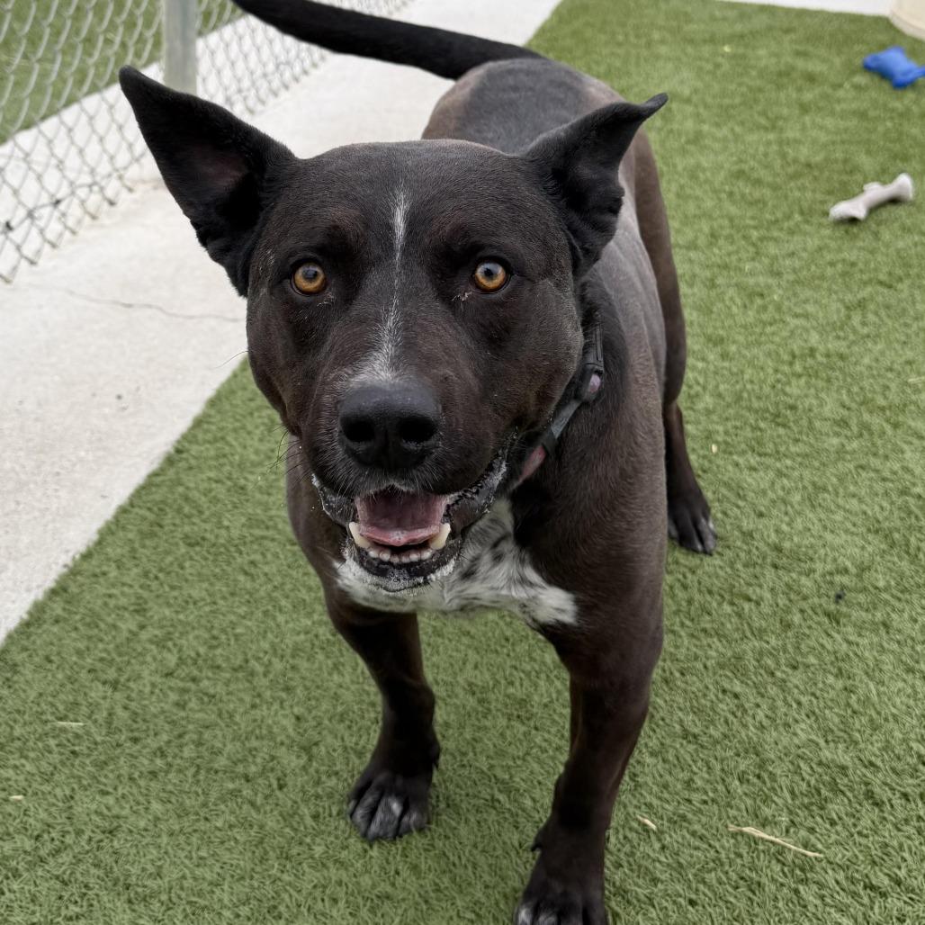 Enlarge Bat, a Adoptable Pit Bull Terrier in Cody, WY image 1/3