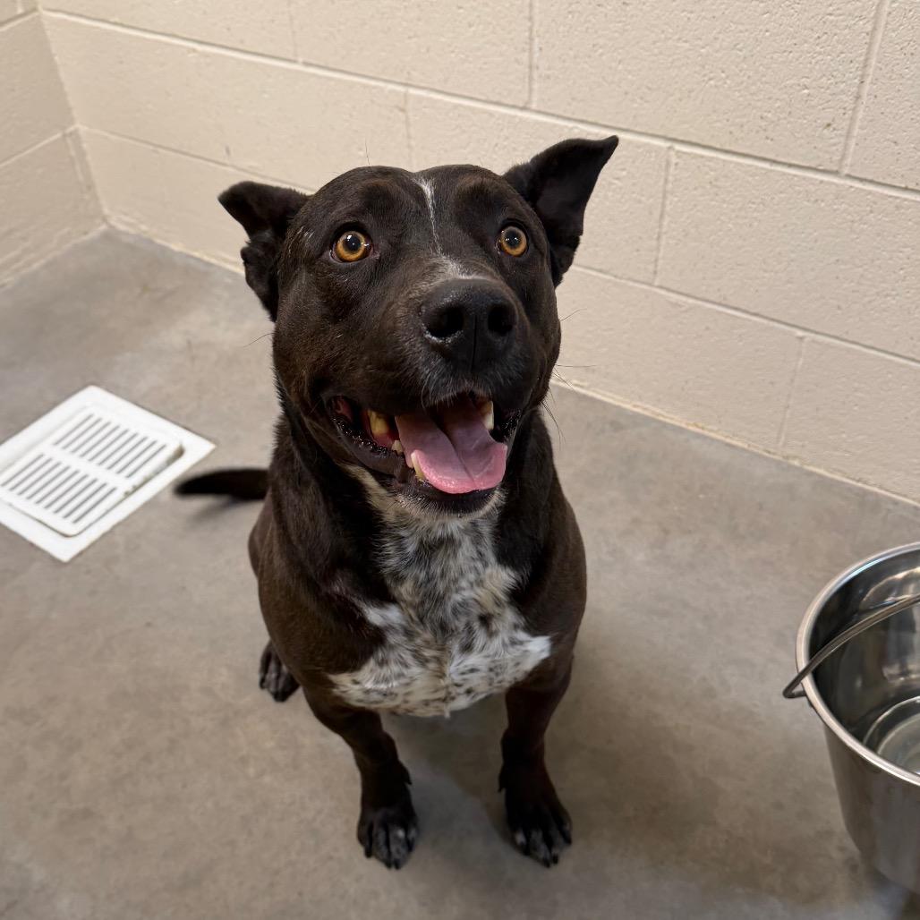 Enlarge Bat, a Adoptable Pit Bull Terrier in Cody, WY image 3/3