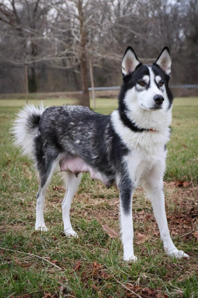 Luna, Adoptable, Adult Female Mixed Breed.