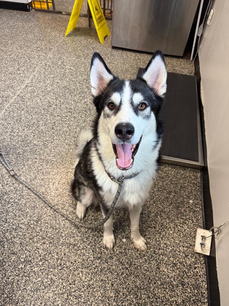 Luna, Adoptable, Adult Female Mixed Breed.