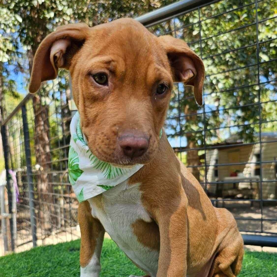 Dog for adoption Maddie soon), a Bulldog Mix in Argyle, NY