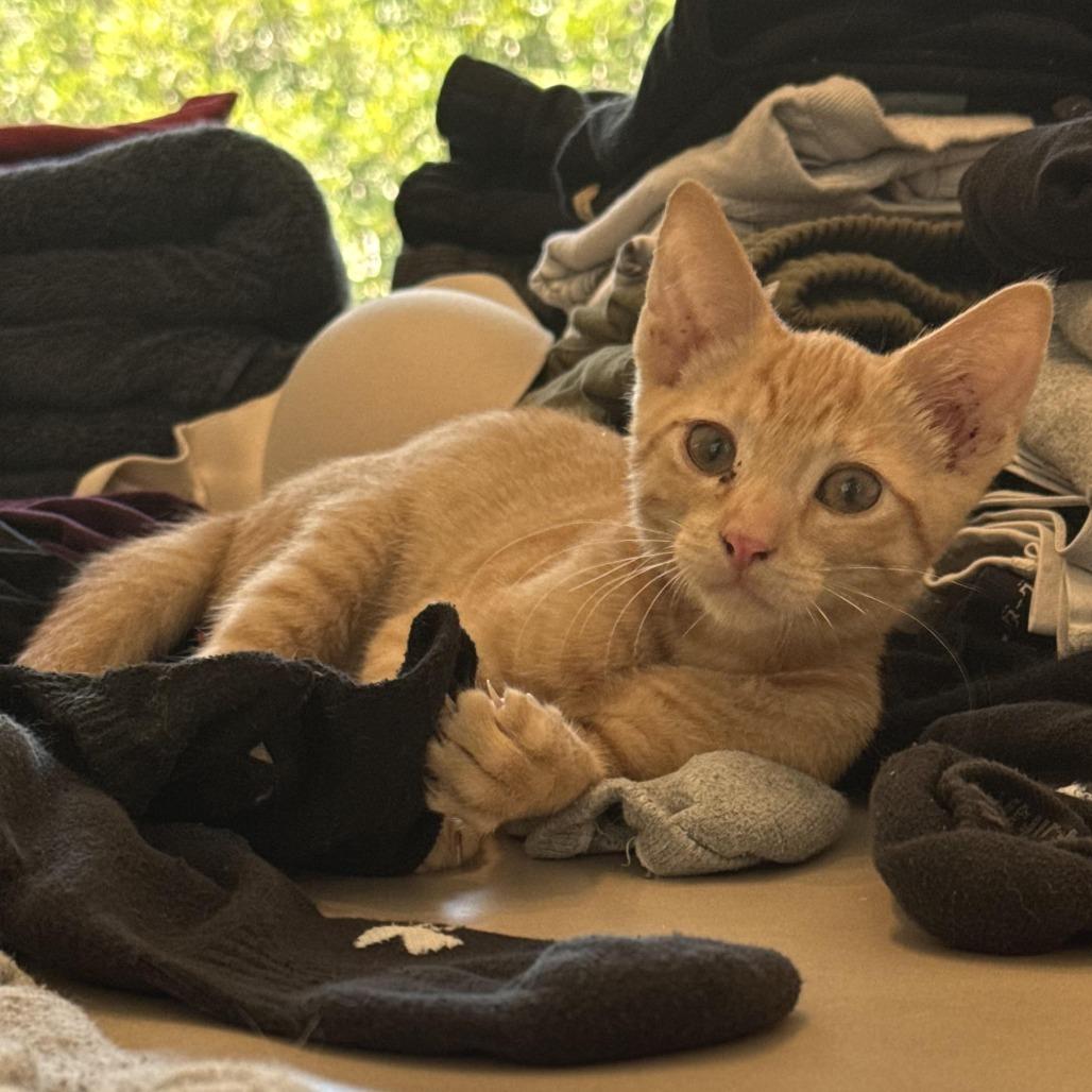 Enlarge Finn, a Adoptable Domestic Short Hair in Los Angeles, CA image 1/4