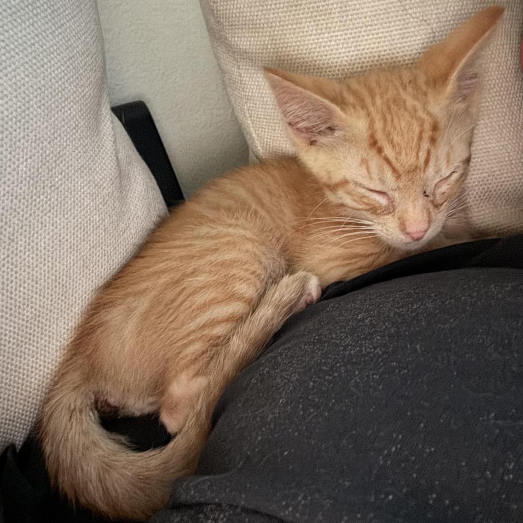 Enlarge Finn, a Adoptable Domestic Short Hair in Los Angeles, CA image 2/4