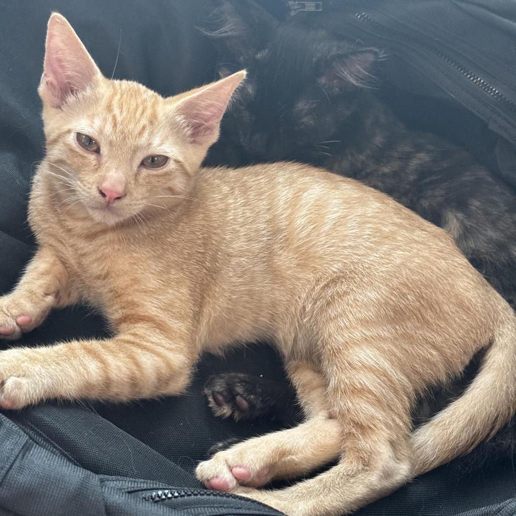 Enlarge Finn, a Adoptable Domestic Short Hair in Los Angeles, CA image 3/4