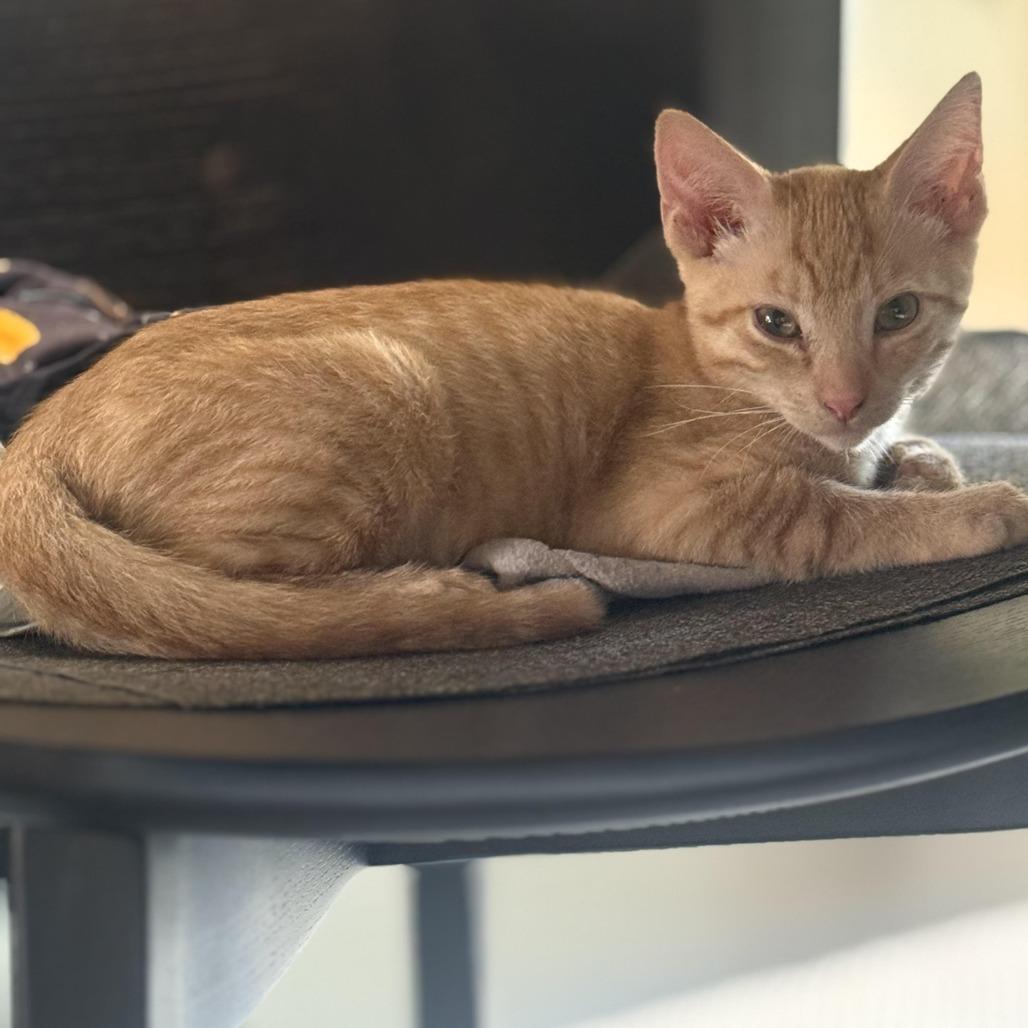 Enlarge Finn, a Adoptable Domestic Short Hair in Los Angeles, CA image 4/4