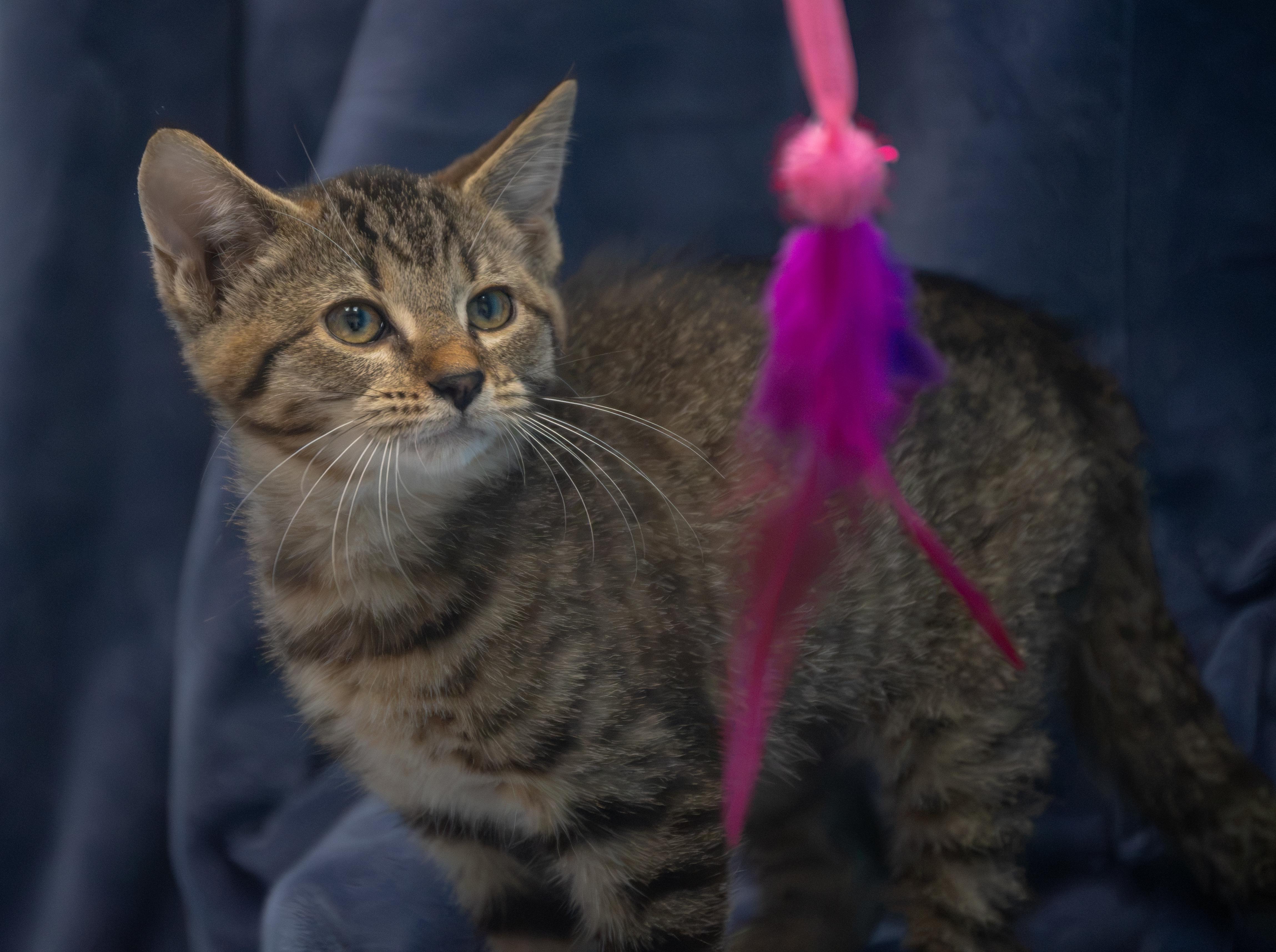 Dasani, Adoptable, Kitten Female Domestic Short Hair.