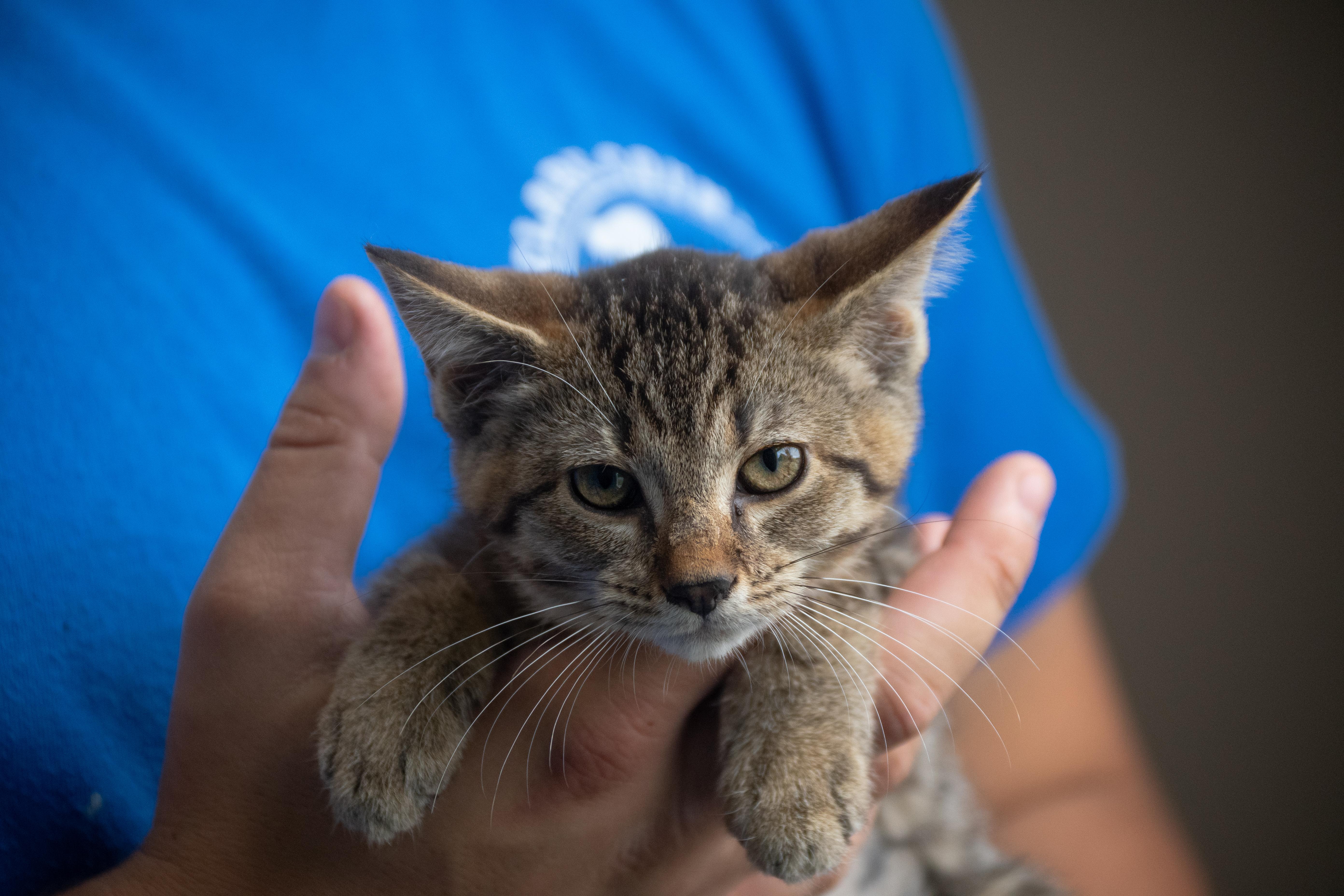 Enlarge Dasani, a Adoptable mixed breed in Winchester, KY image 2/2