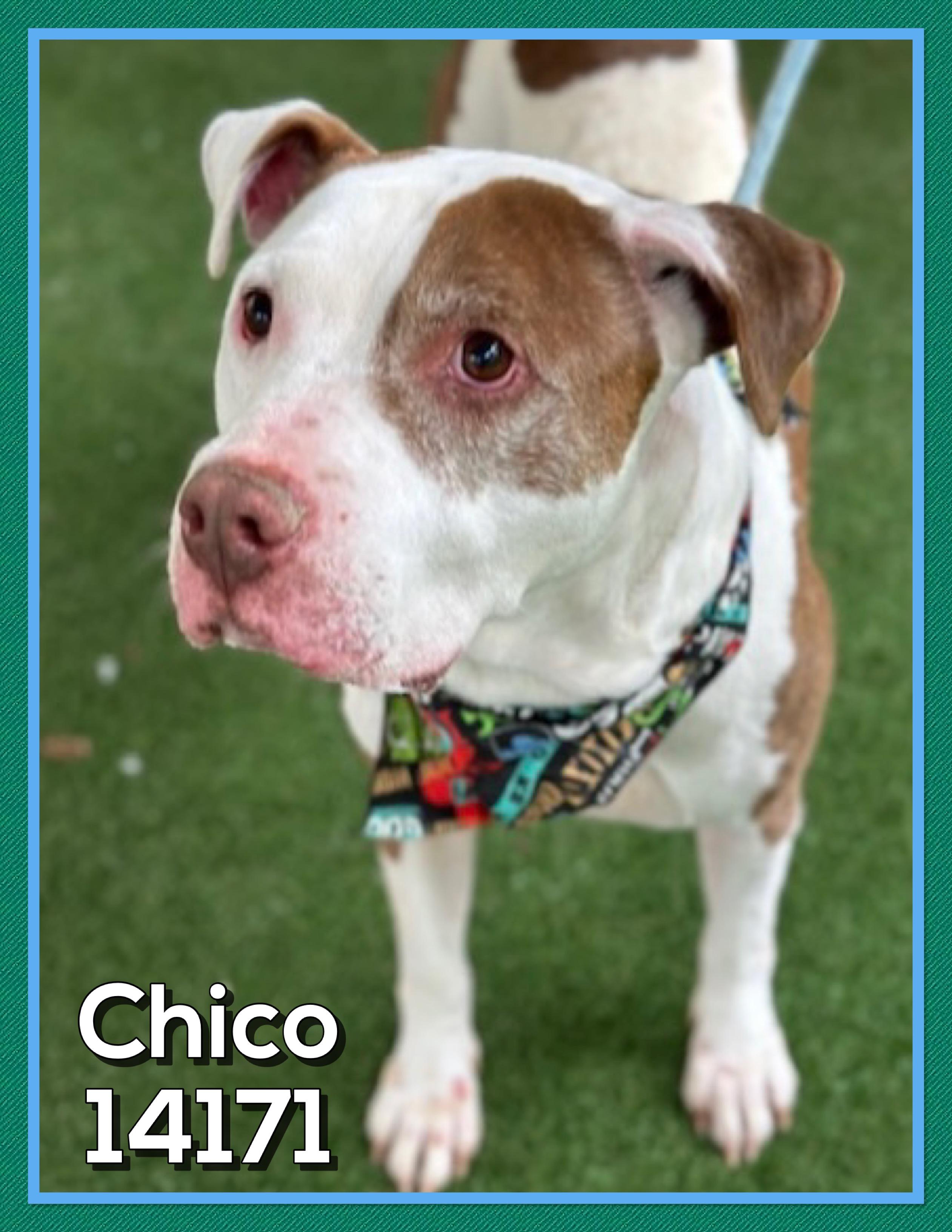 CHICO, a Adoptable mixed breed in Marietta, GA image 1/5