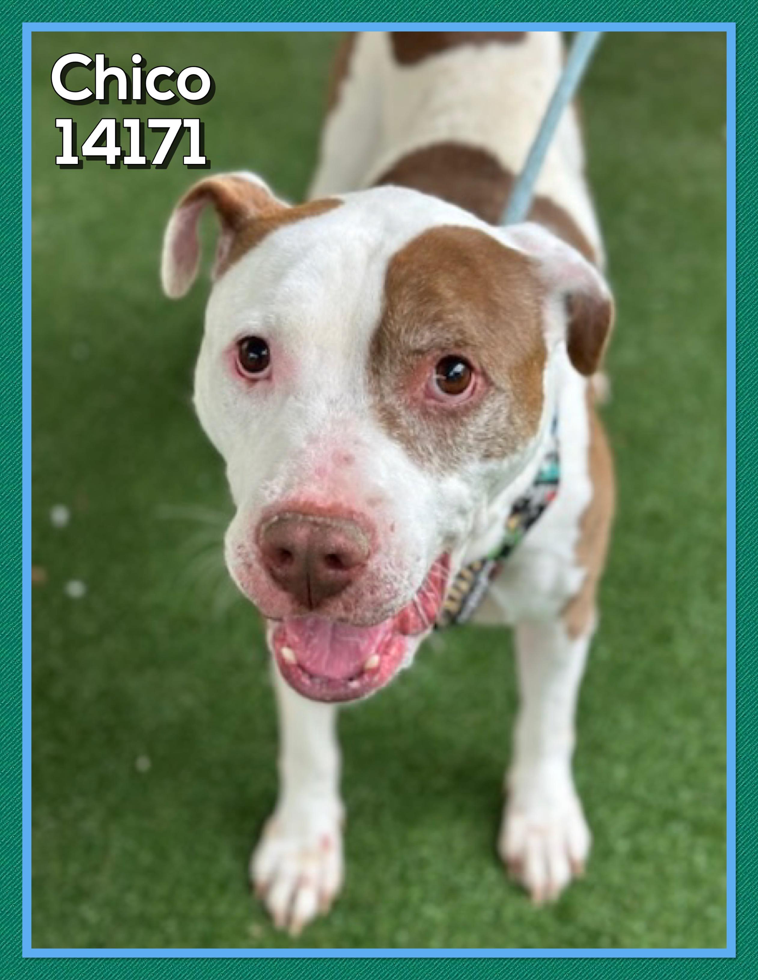 CHICO, a Adoptable mixed breed in Marietta, GA image 4/5