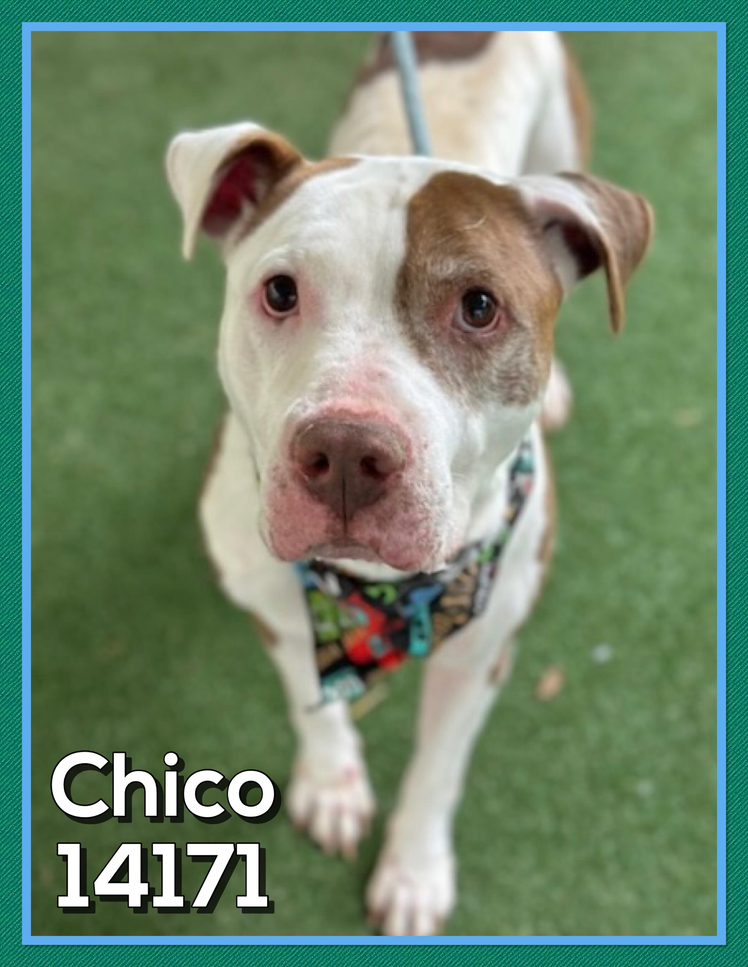 CHICO, a Adoptable mixed breed in Marietta, GA image 3/5