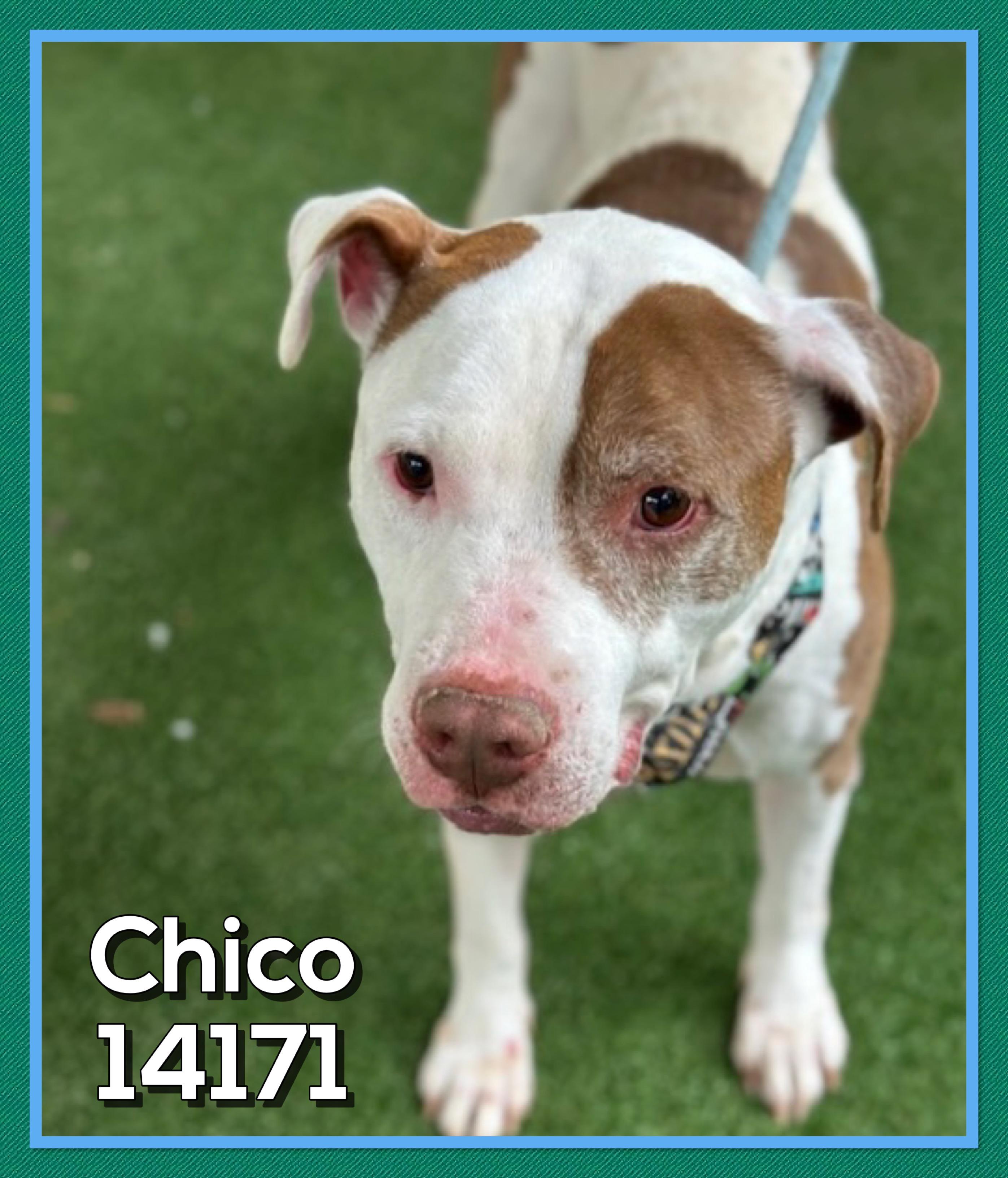 CHICO, a Adoptable mixed breed in Marietta, GA image 5/5
