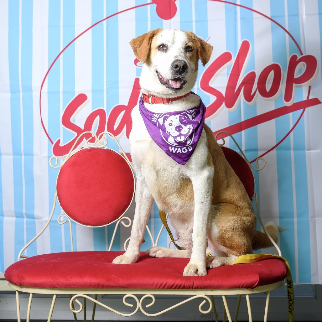 Buster, Adoptable, Adult Male Labrador Retriever & Mixed Breed.
