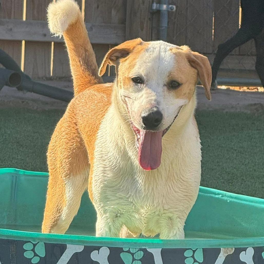 Enlarge Buster, a Adoptable mixed breed in Weatherford, TX image 2/6