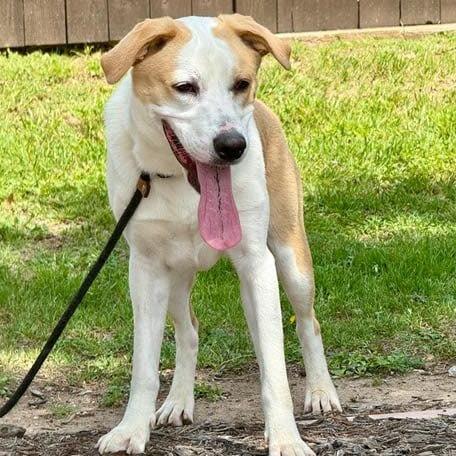 Enlarge Buster, a Adoptable mixed breed in Weatherford, TX image 3/6