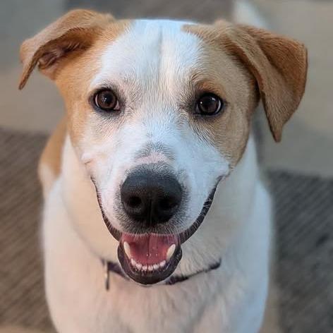 Enlarge Buster, a Adoptable mixed breed in Weatherford, TX image 4/6
