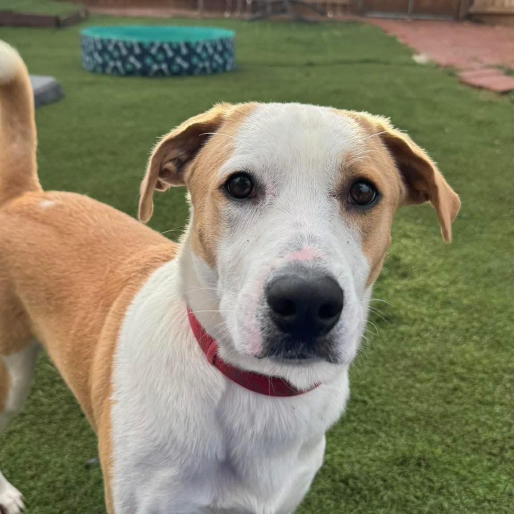 Enlarge Buster, a Adoptable mixed breed in Weatherford, TX image 5/6