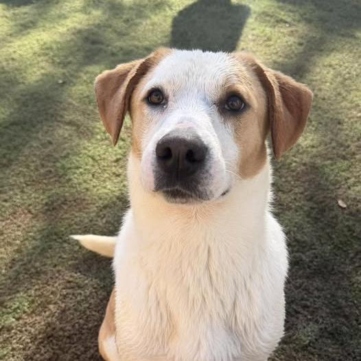 Enlarge Buster, a Adoptable mixed breed in Weatherford, TX image 6/6