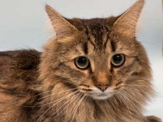 Draco Vesuvius, Adoptable, Adult Male Domestic Long Hair & Domestic Short Hair.