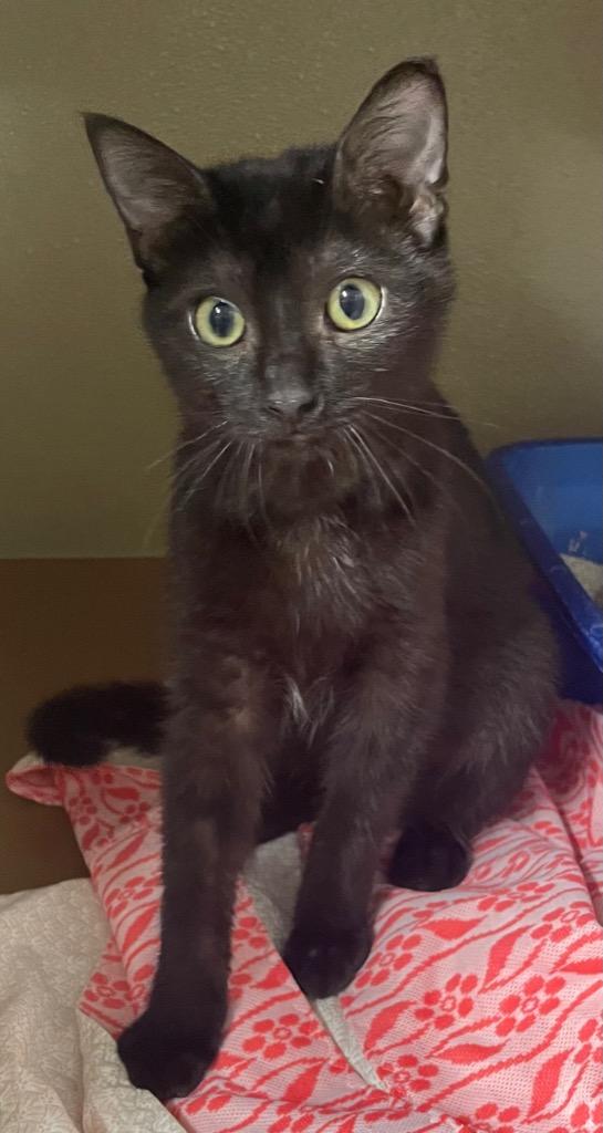 Luna, Adoptable, Adult Female Domestic Short Hair.
