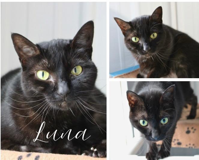 Enlarge Luna, a Adoptable mixed breed in Pierceton, IN image 2/3