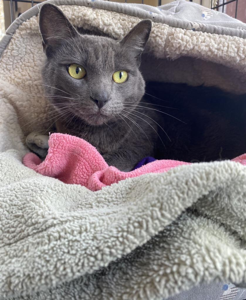 Cuddles, Adoptable, Adult Female Domestic Short Hair.