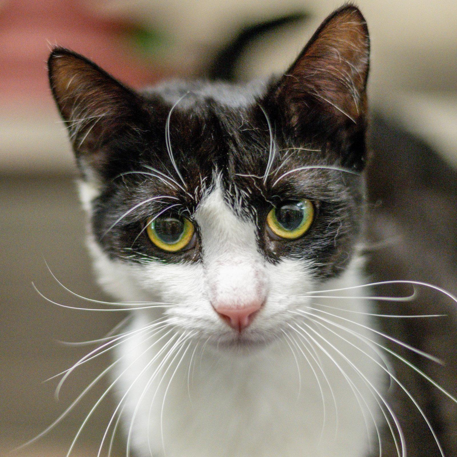 Purrcival, Adoptable, Adult Male Domestic Short Hair.