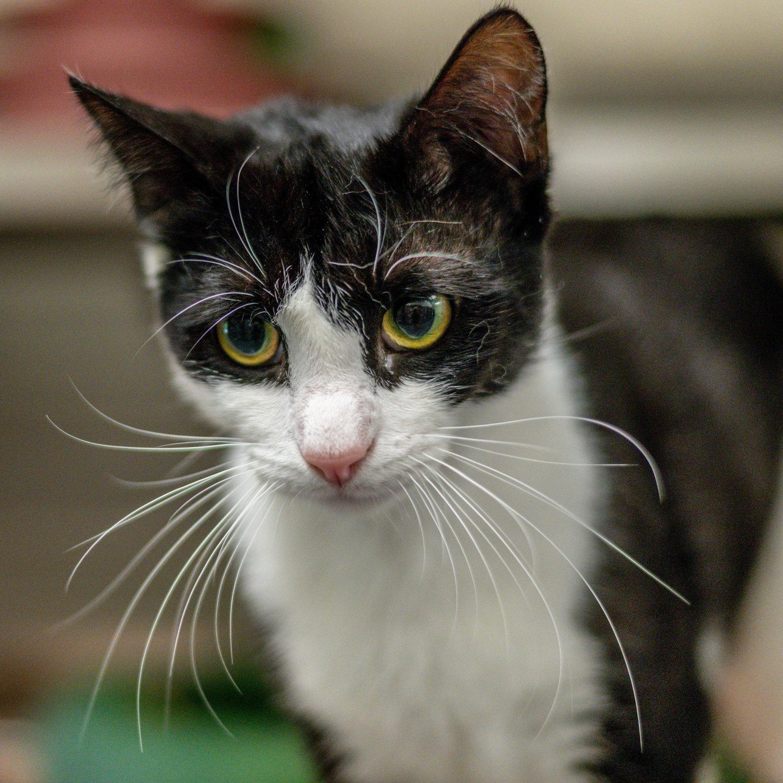 Enlarge Purrcival, a Adoptable Domestic Short Hair in Hilton Head Island, SC image 2/3