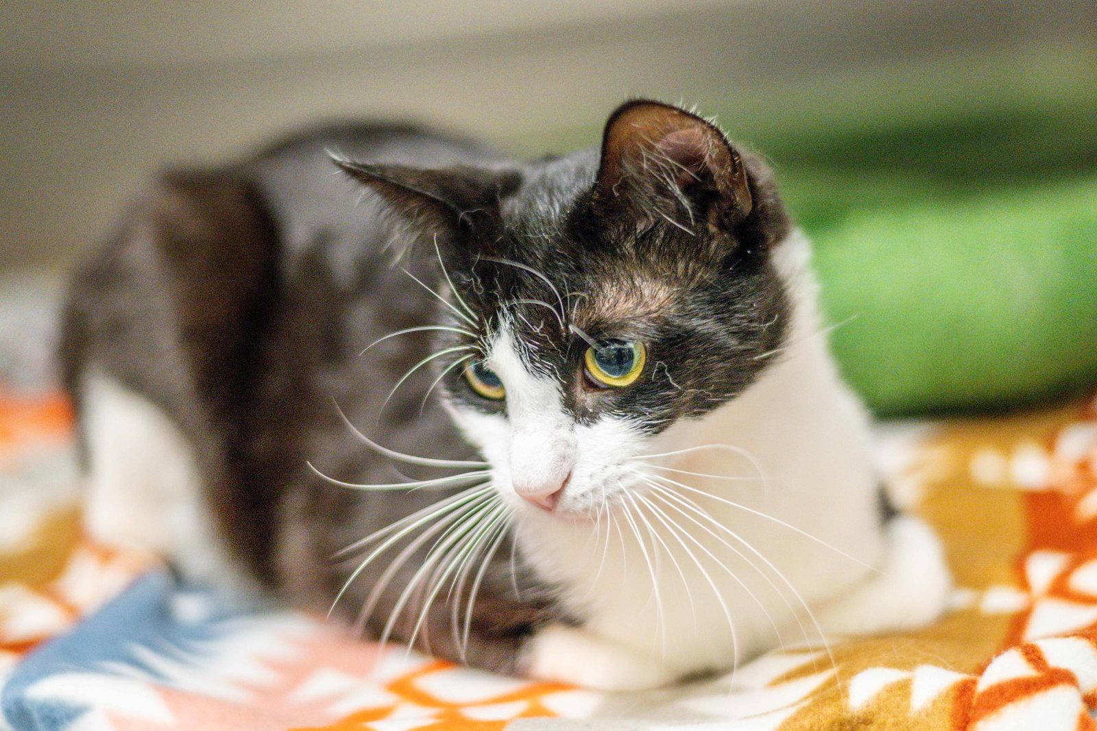 Enlarge Purrcival, a Adoptable Domestic Short Hair in Hilton Head Island, SC image 3/3