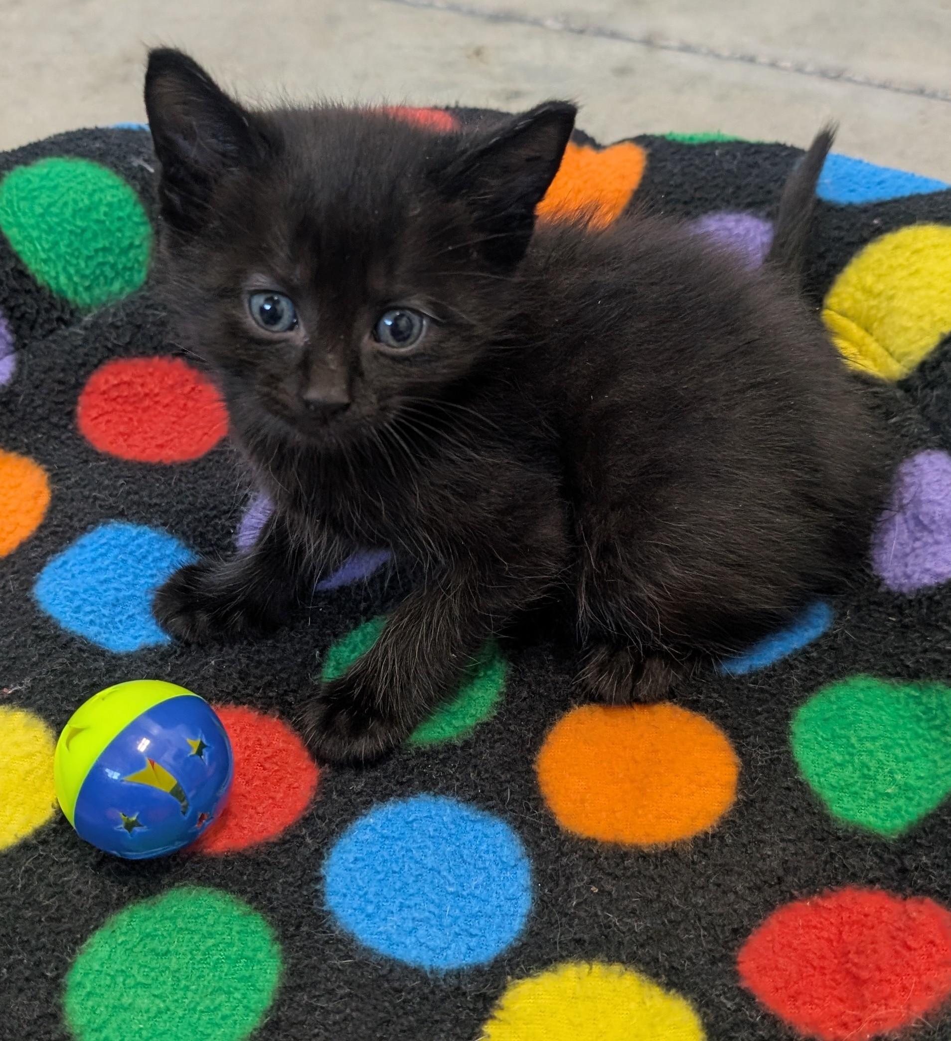 Jett, an adoptable Domestic Short Hair in New Ulm, MN image 1/2