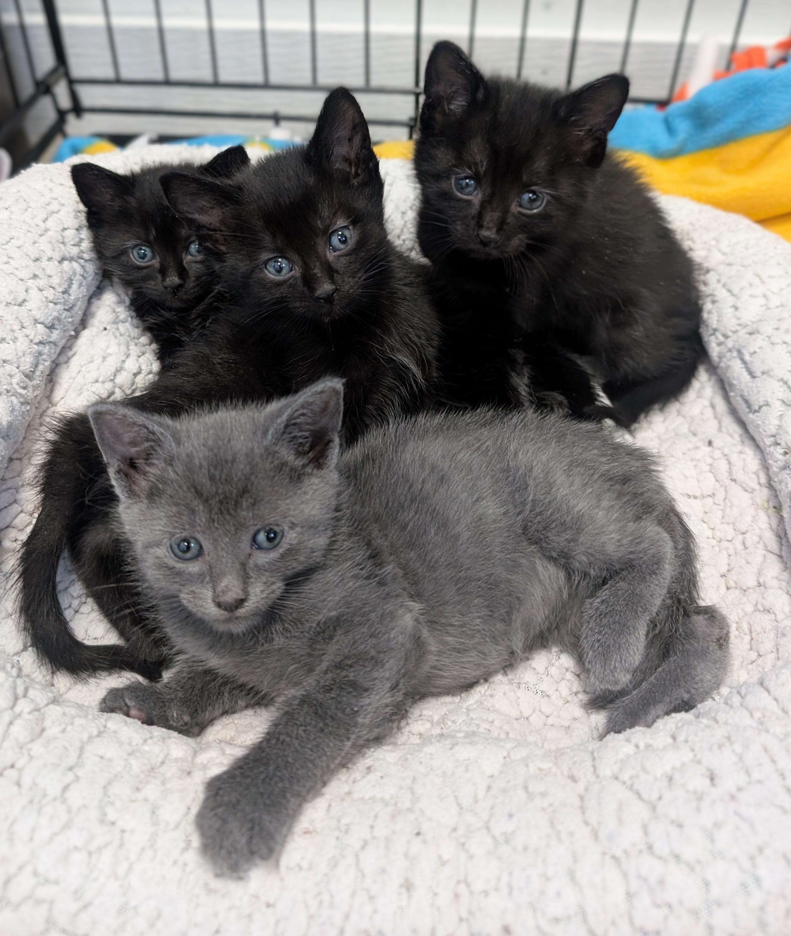 Jett, an adoptable Domestic Short Hair in New Ulm, MN image 2/2