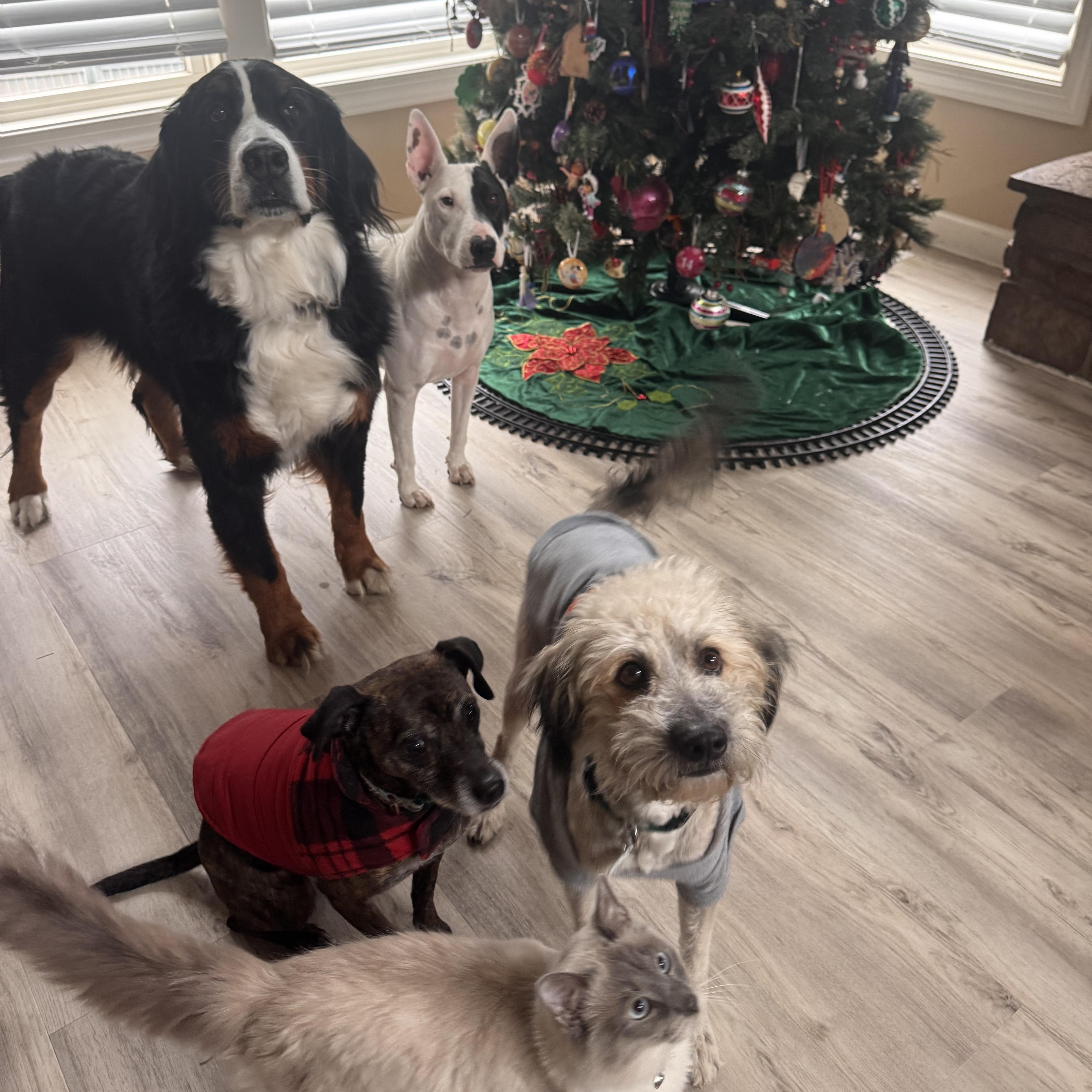 Lyle, Adoptable, Adult Male Poodle & Schnauzer.