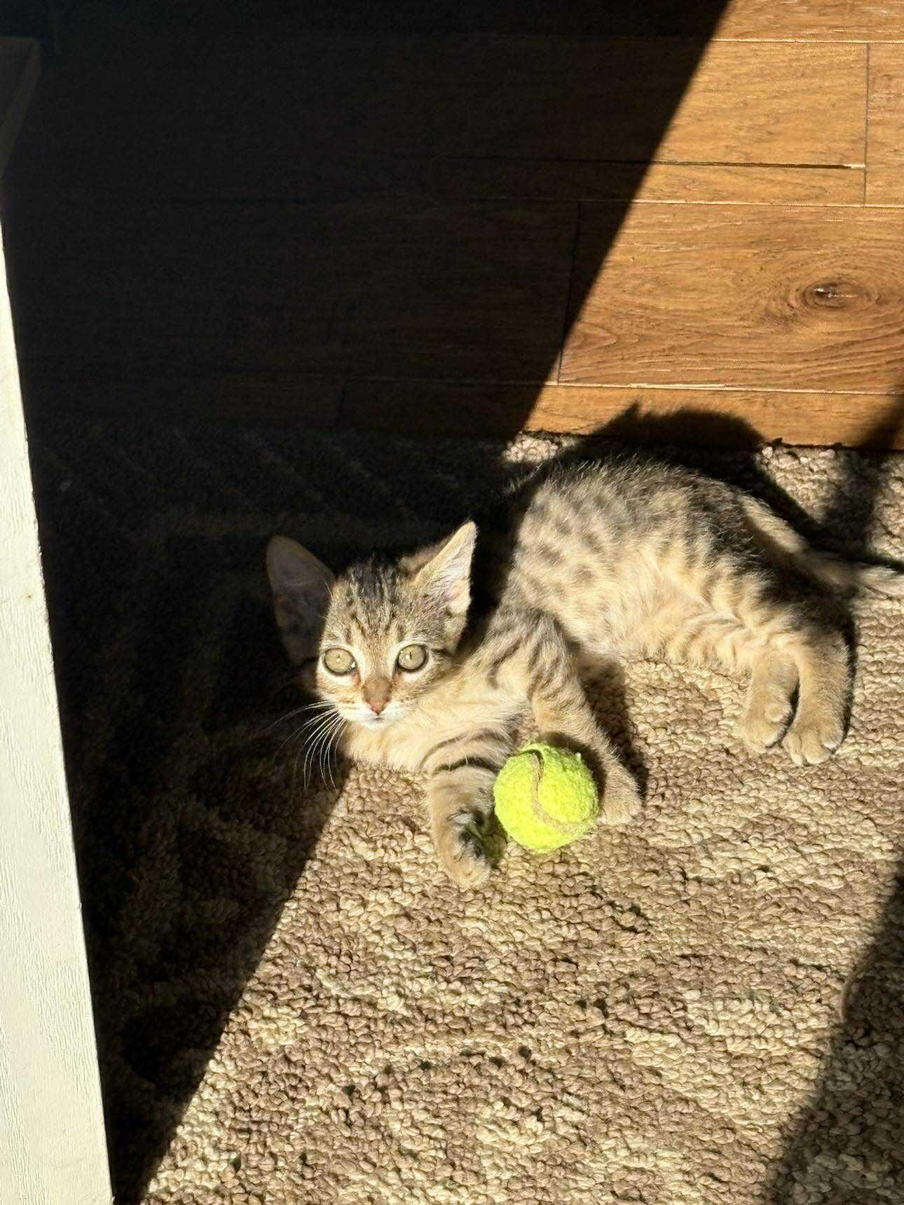 Enlarge Billy Ray, a Adoptable Domestic Short Hair in Mount Sterling, IL image 2/3