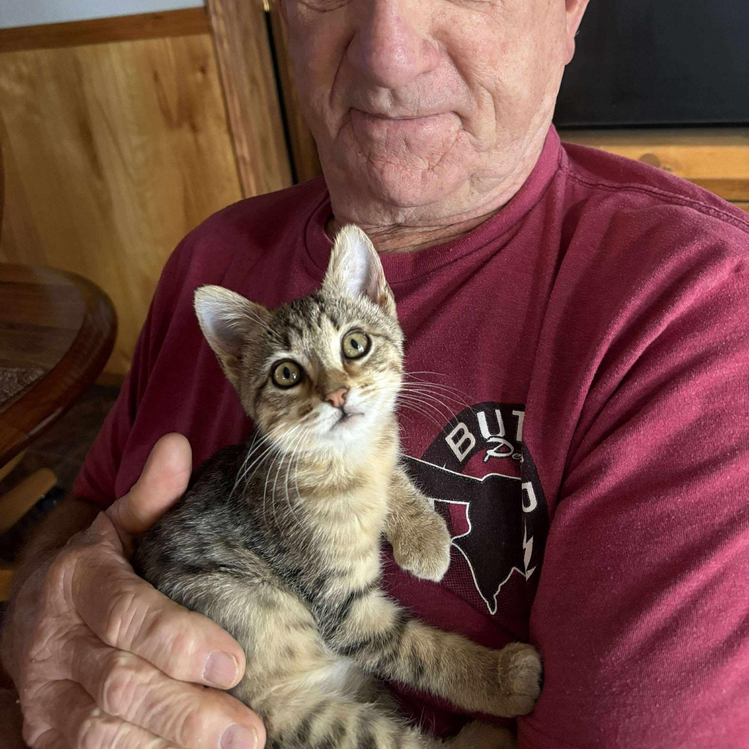 Billy Ray, Adoptable, Kitten Male Domestic Short Hair.