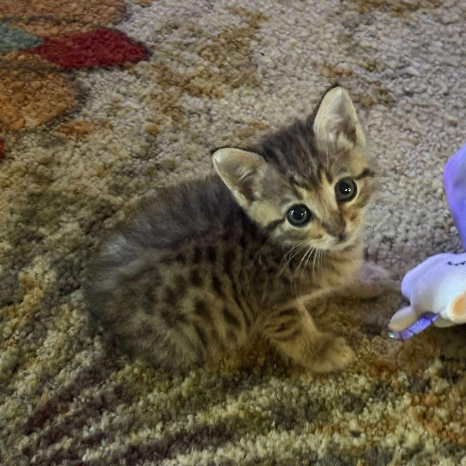 Billy Ray, Adoptable, Kitten Male Domestic Short Hair.