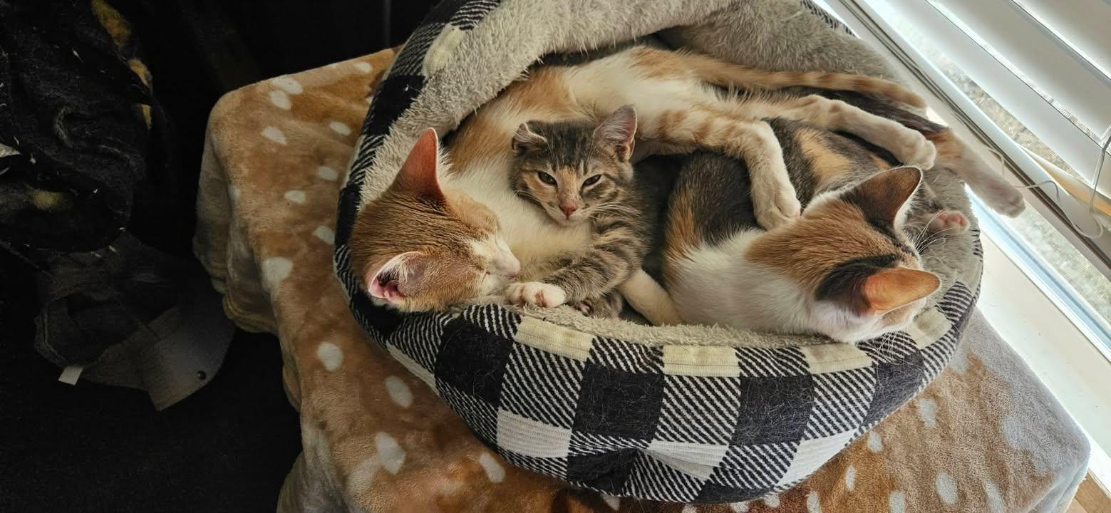 Enlarge Iris, an adopted Domestic Medium Hair in Mabank, TX image 2/3