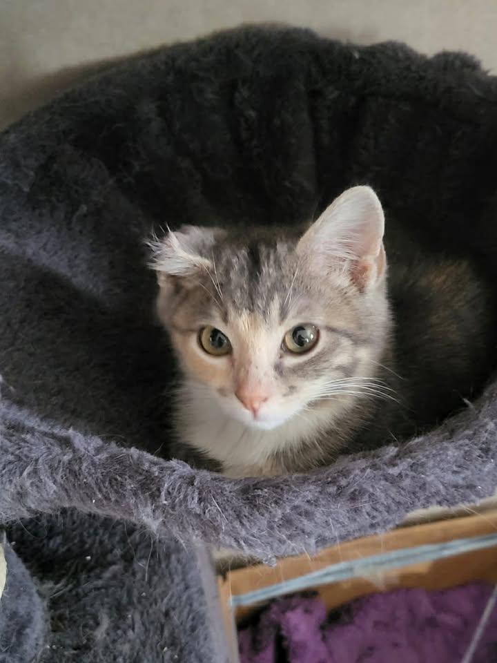 Iris, ADOPTABLE, Kitten Female Domestic Medium Hair.