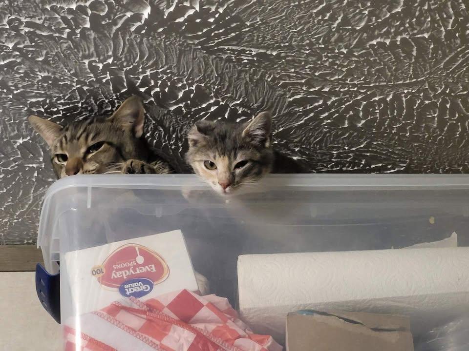 Enlarge Iris, an adopted Domestic Medium Hair in Mabank, TX image 3/3