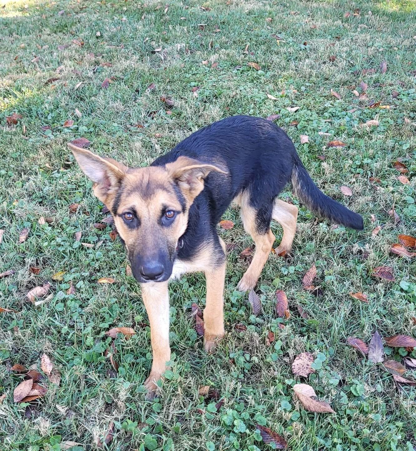Enlarge Yogi, an adopted German Shepherd Dog in Fairfax, VA image 1/2
