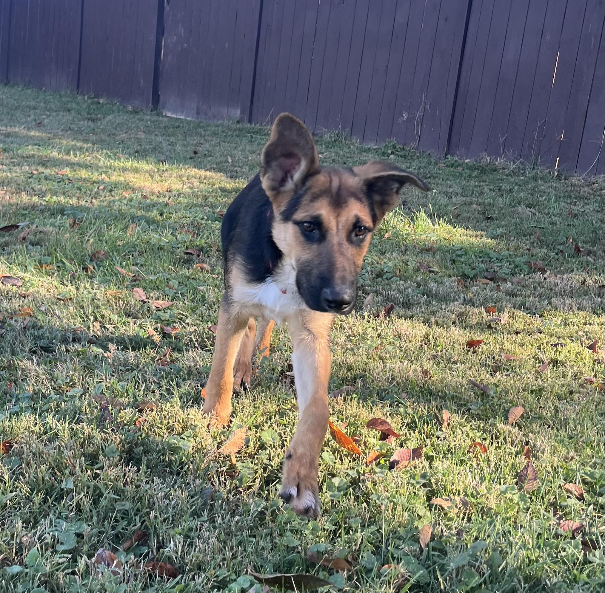 Enlarge Yogi, an adopted German Shepherd Dog in Fairfax, VA image 2/2