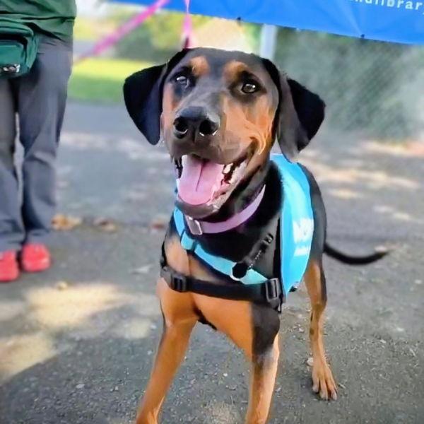 Enlarge Lisa Lisa, a Adoptable Doberman Pinscher in Oakland, CA image 1/3