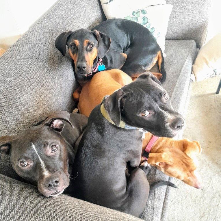 Enlarge Lisa Lisa, a Adoptable Doberman Pinscher in Oakland, CA image 2/3