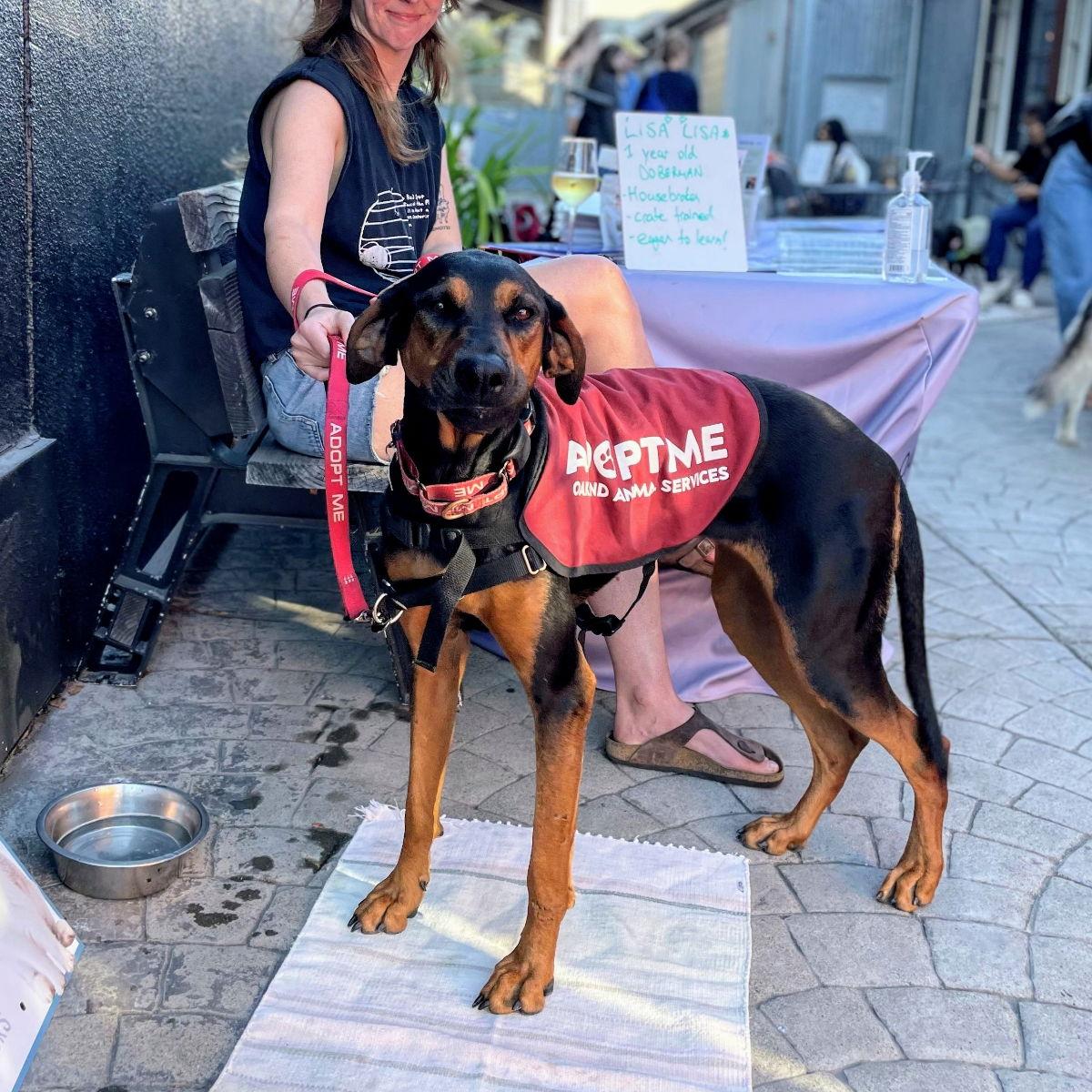 Enlarge Lisa Lisa, a Adoptable Doberman Pinscher in Oakland, CA image 3/3