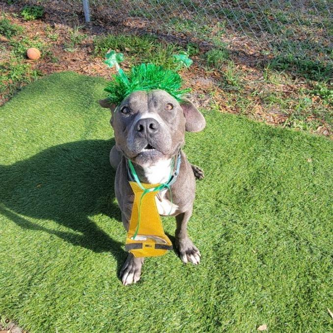 Razzle, Adoptable, Adult Male Pit Bull Terrier.