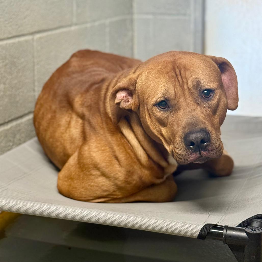 Enlarge Creekie, a Adoptable Mixed Breed in Pauls Valley, OK image 1/6