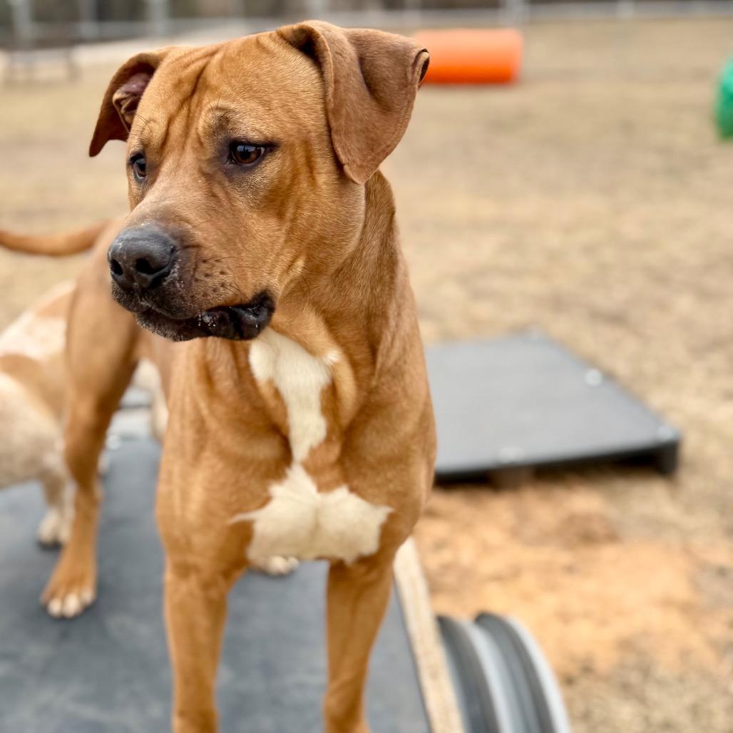 Enlarge Creekie, a Adoptable Mixed Breed in Pauls Valley, OK image 2/6