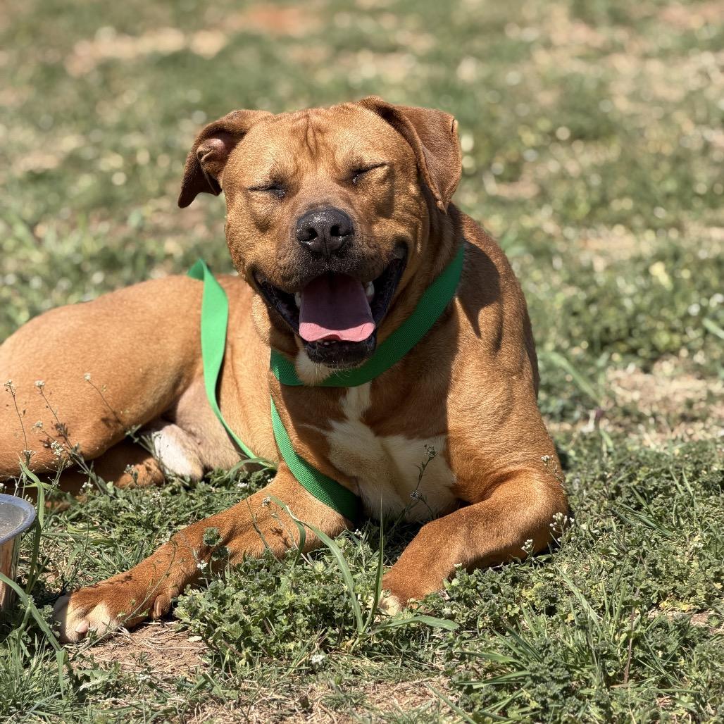 Enlarge Creekie, a Adoptable Mixed Breed in Pauls Valley, OK image 3/6