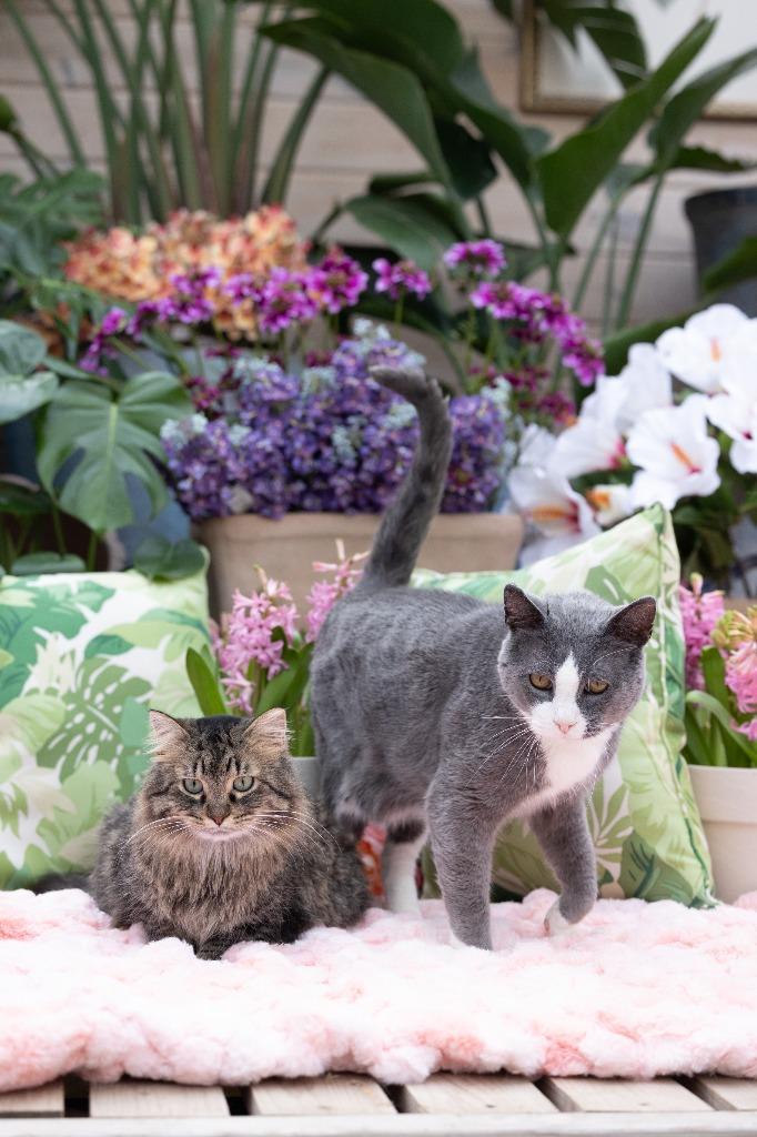 Darling Dixie / Mister (FIV+), Adoptable, Adult Female Domestic Short Hair.