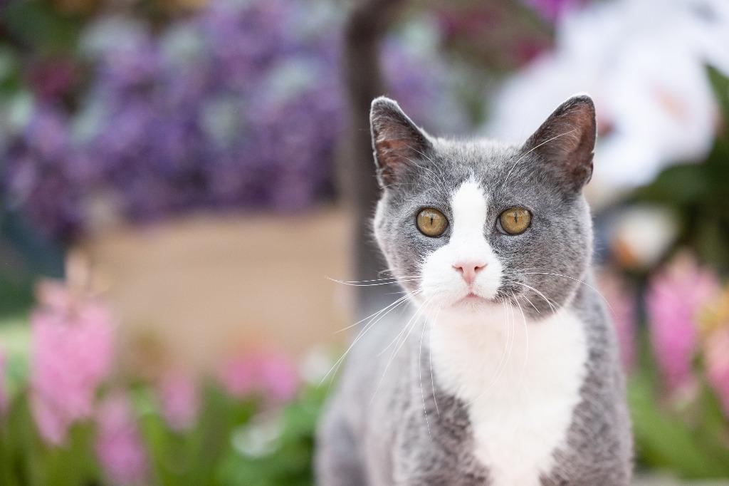 Enlarge Darling Dixie / Mister (FIV+), a Adoptable mixed breed in Minneapolis, MN image 2/6