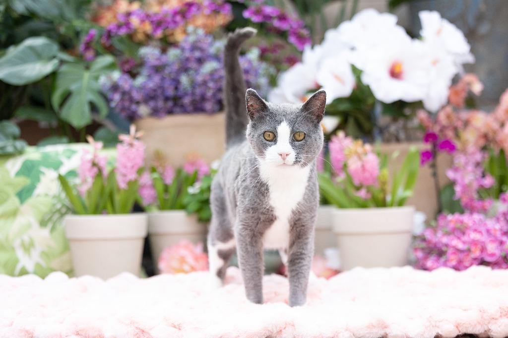 Enlarge Darling Dixie / Mister (FIV+), a Adoptable mixed breed in Minneapolis, MN image 3/6