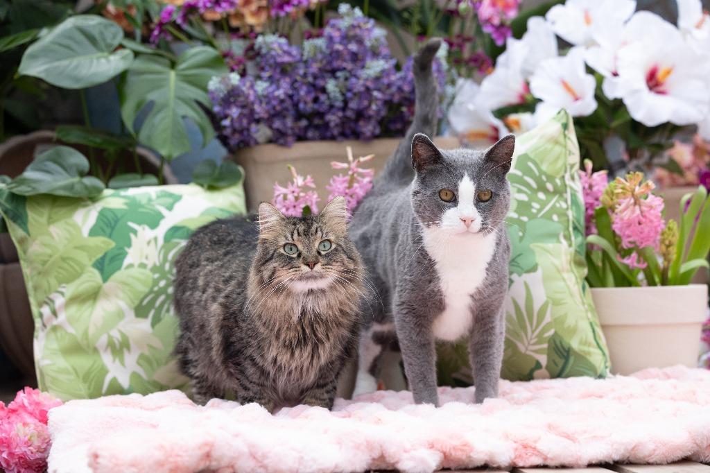 Enlarge Darling Dixie / Mister (FIV+), a Adoptable mixed breed in Minneapolis, MN image 4/6